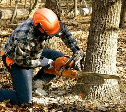 Tree Removal in Wheeler, TX